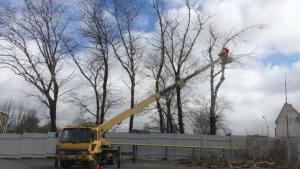 Фото процесса спила дерева с автовышки